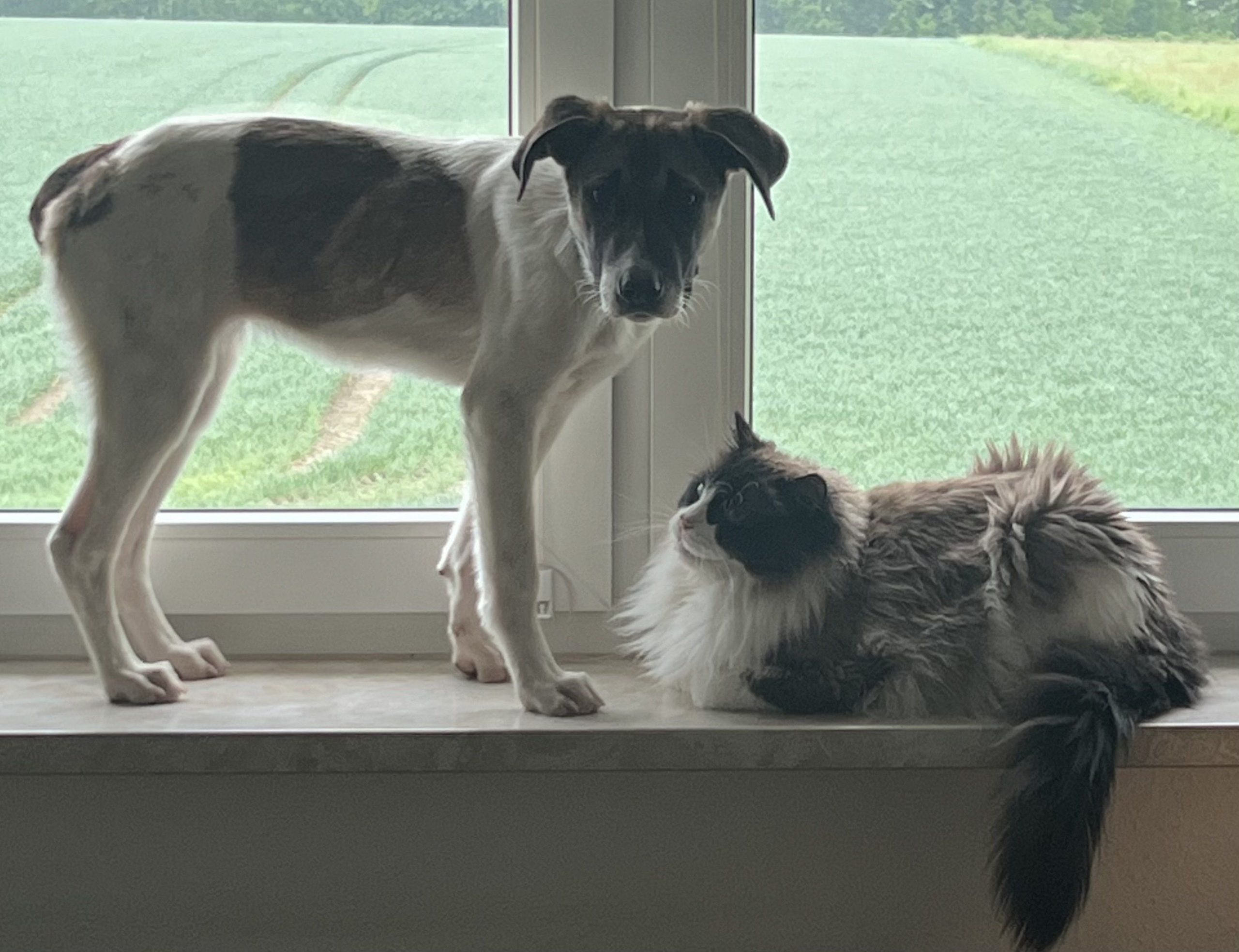 Klare Grenzen haben gefehlt